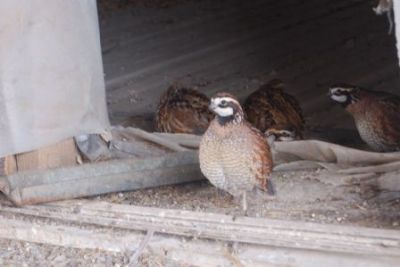 First quail to jump during release